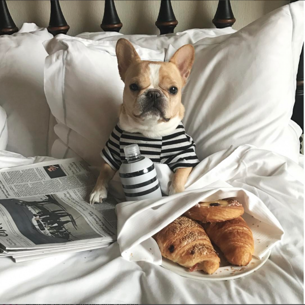 Puppy Social Influencer Marketing| Brodeur Partners